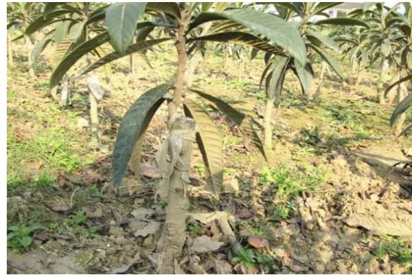 枇杷树移栽多久才能看出已经成活，经过一个月左右便可看出成活状况