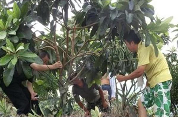 枇杷树移栽多久才能看出已经成活，经过一个月左右便可看出成活状况