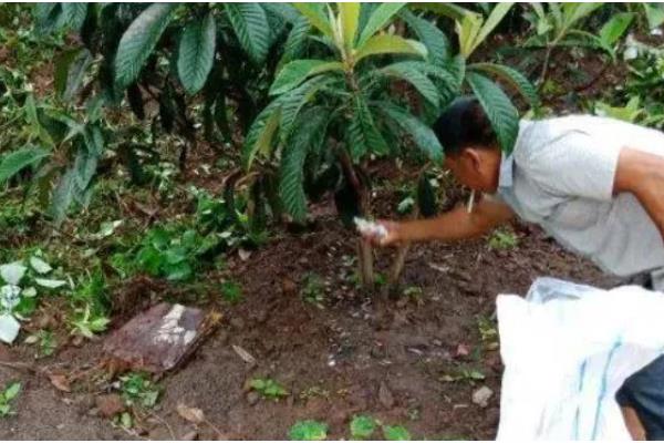 枇杷树移栽多久才能看出已经成活，经过一个月左右便可看出成活状况