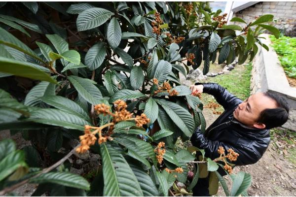 枇杷树移栽多久才能看出已经成活，经过一个月左右便可看出成活状况