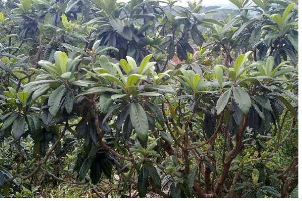 枇杷树移栽多久才能看出已经成活，经过一个月左右便可看出成活状况