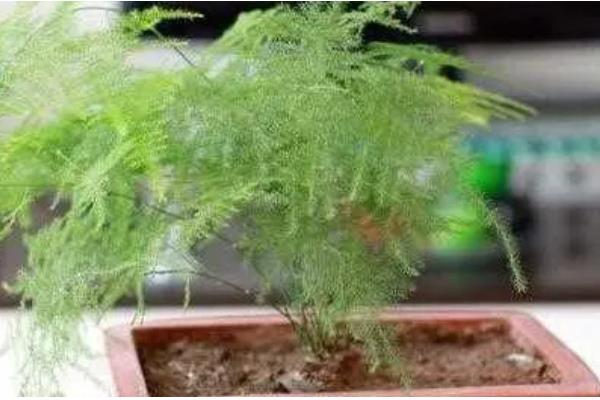 文竹不开花的原因,低温、强光、缺肥都会导致