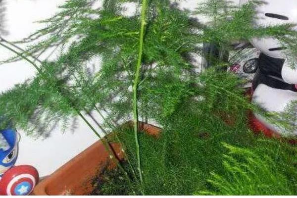 文竹不开花的原因,低温、强光、缺肥都会导致