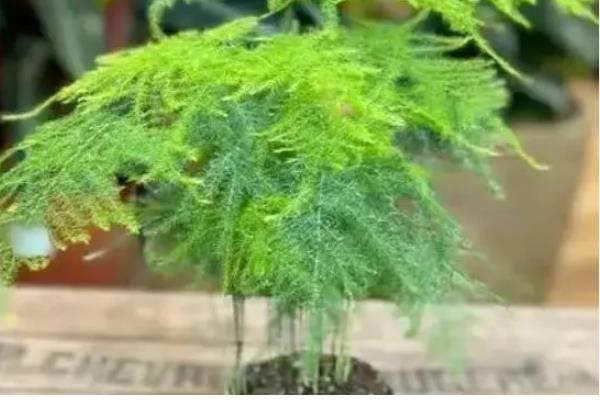 文竹不开花的原因,低温、强光、缺肥都会导致