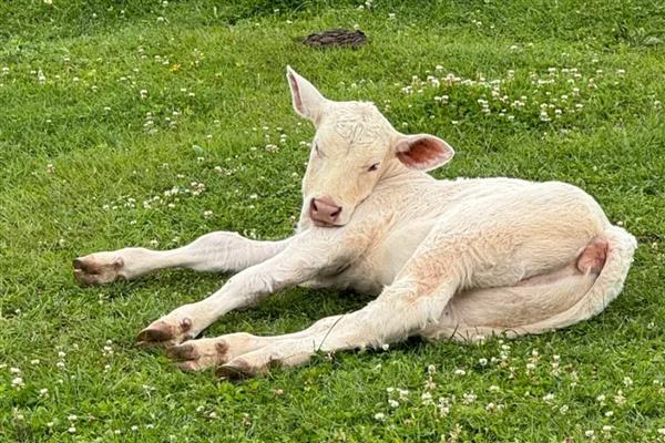 一头羊的重量，成年公羊约为90-150公斤