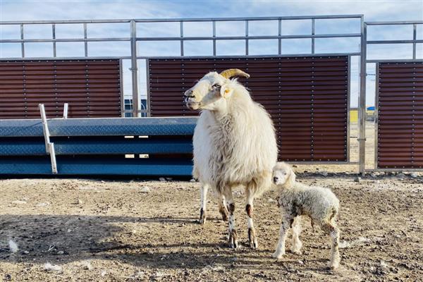 一头羊的重量，成年公羊约为90-150公斤