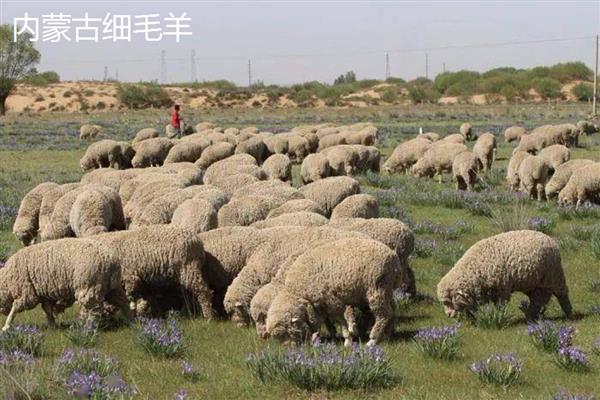 一头羊的重量，成年公羊约为90-150公斤