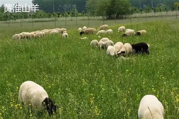 一头羊的重量，成年公羊约为90-150公斤