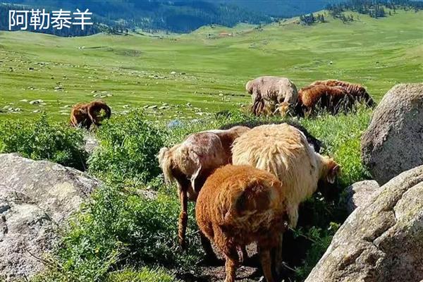 一头羊的重量，成年公羊约为90-150公斤