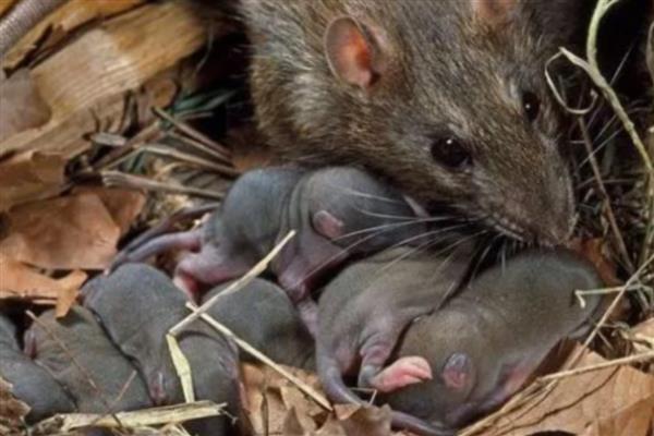 老鼠的繁殖速度，老鼠的繁殖速度很快