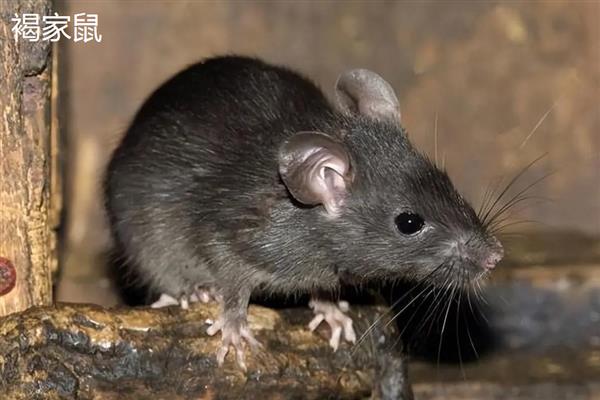 老鼠的繁殖速度，老鼠的繁殖速度很快