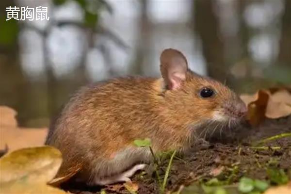 老鼠的繁殖速度，老鼠的繁殖速度很快
