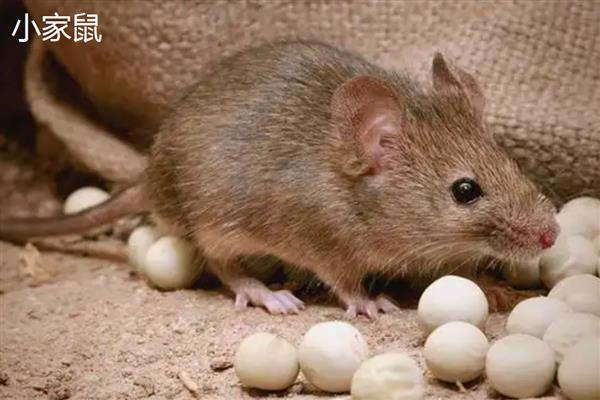 老鼠的繁殖速度，老鼠的繁殖速度很快