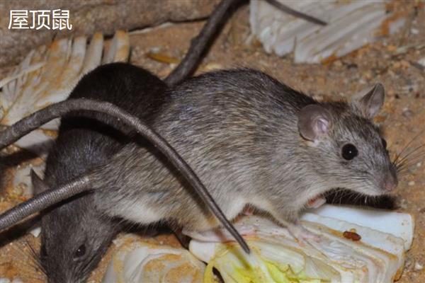 老鼠的繁殖速度，老鼠的繁殖速度很快