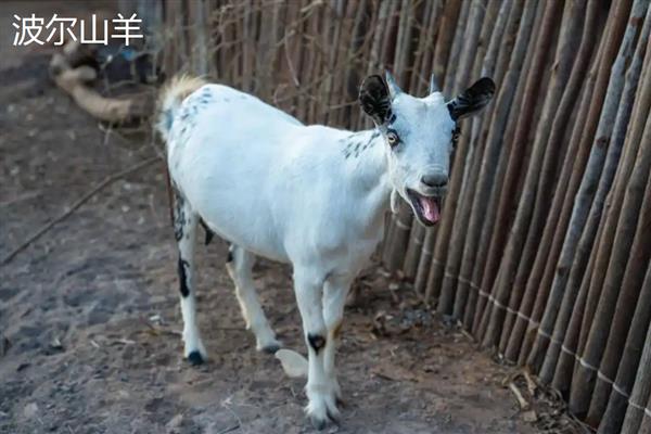 一头羊的重量，成年公羊约为90-150公斤