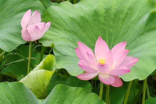 荷花什么时候开花，花期多为6-9月份