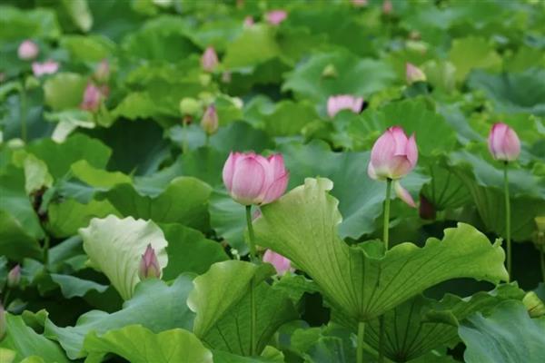 荷花什么时候开花，花期多为6-9月份