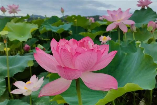 荷花什么时候开花，花期多为6-9月份