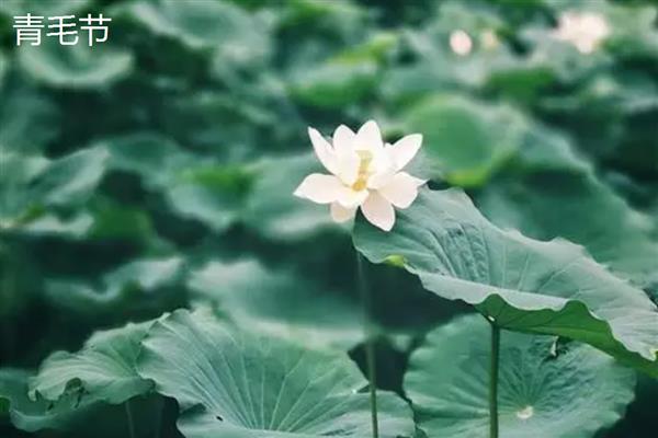 荷花什么时候开花，花期多为6-9月份