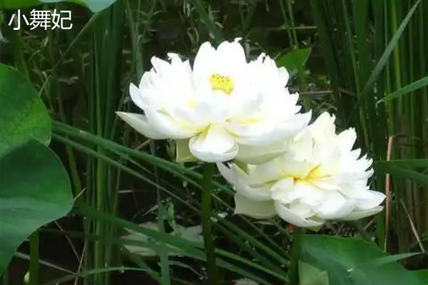 荷花什么时候开花，花期多为6-9月份