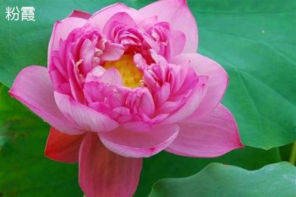 荷花什么时候开花，花期多为6-9月份