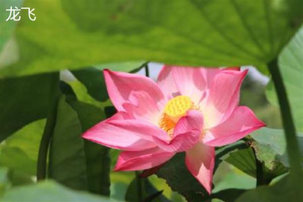 荷花什么时候开花，花期多为6-9月份