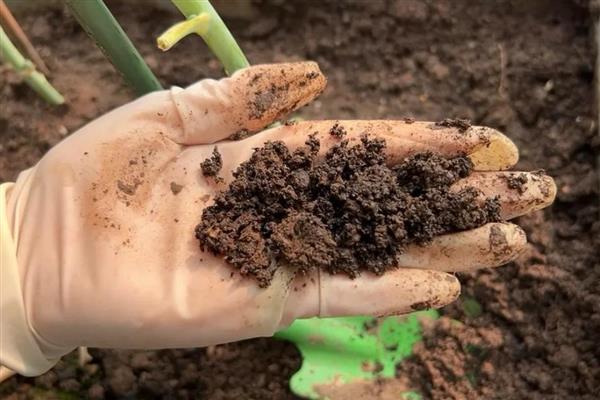 多肉金钱树如何养殖，每隔1-2年需换土一次