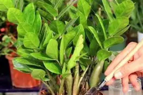 多肉金钱树如何养殖，每隔1-2年需换土一次