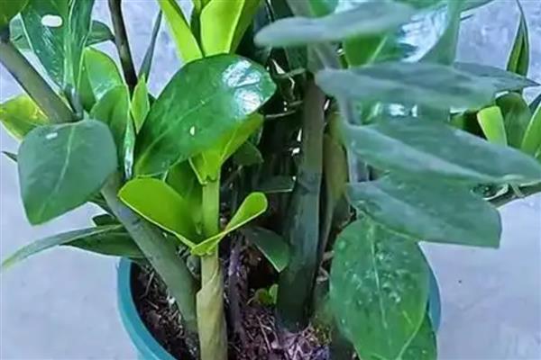 多肉金钱树如何养殖，每隔1-2年需换土一次