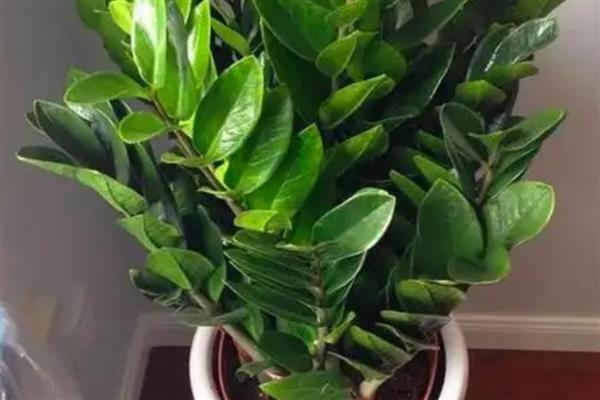 多肉金钱树如何养殖，每隔1-2年需换土一次