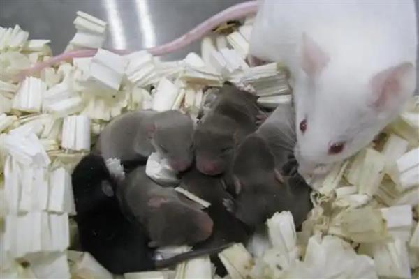 老鼠的繁殖速度，老鼠的繁殖速度很快