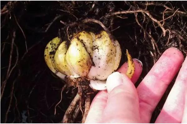 百合花的养殖方法，每10天要施加一次磷钾复合肥