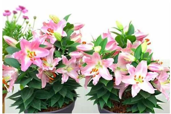 百合花的养殖方法，每10天要施加一次磷钾复合肥