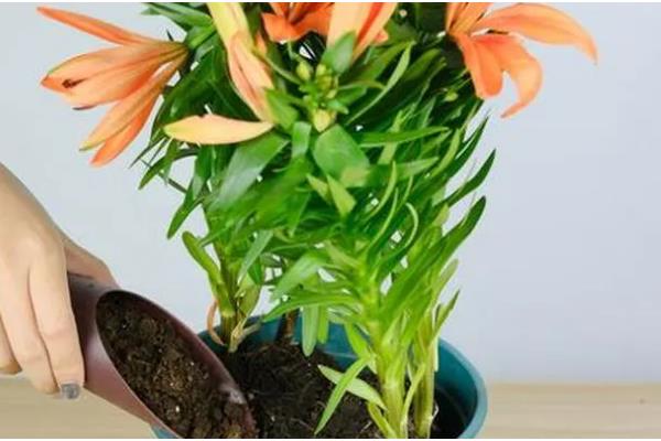 百合花的养殖方法，每10天要施加一次磷钾复合肥