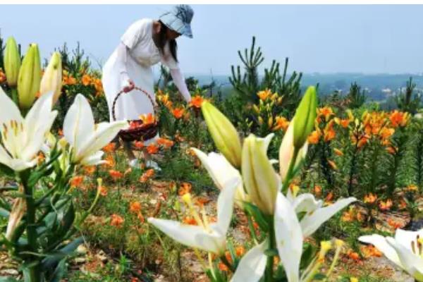 百合花的养殖方法，每10天要施加一次磷钾复合肥