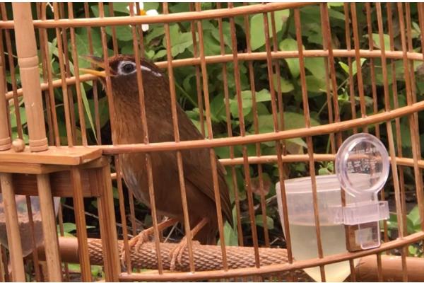 将画眉鸟养熟透的方法,做好清洁工作有利于增进感情