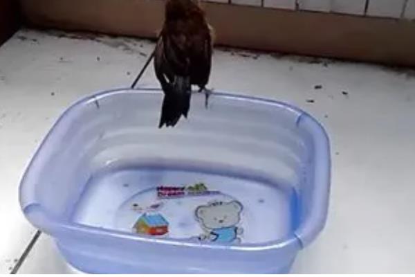 将画眉鸟养熟透的方法,做好清洁工作有利于增进感情