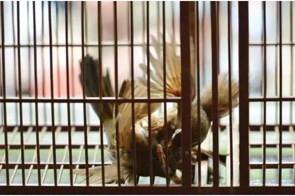 将画眉鸟养熟透的方法,做好清洁工作有利于增进感情