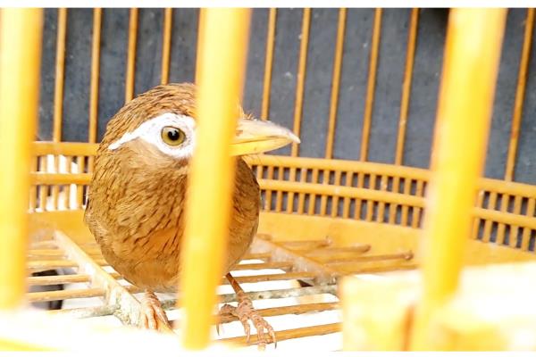 将画眉鸟养熟透的方法,做好清洁工作有利于增进感情