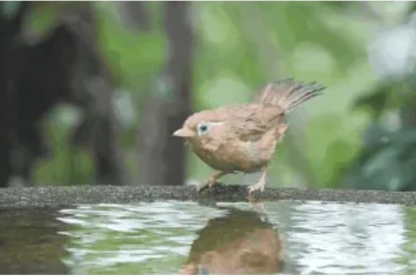 将画眉鸟养熟透的方法,做好清洁工作有利于增进感情