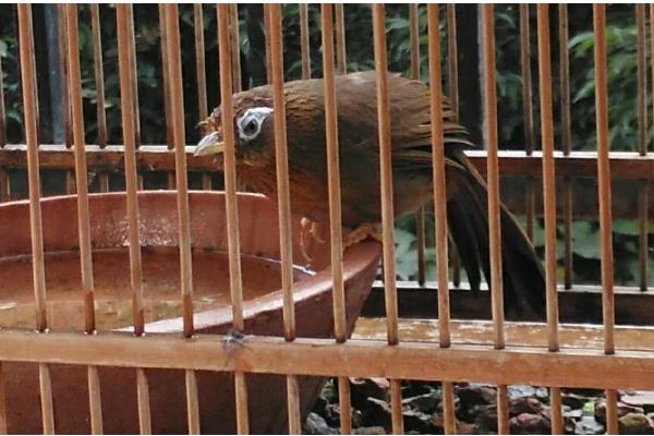 将画眉鸟养熟透的方法,做好清洁工作有利于增进感情