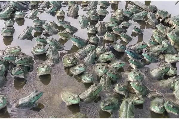 牛蛙一亩的产量，常规养殖下一亩为1-2万公斤