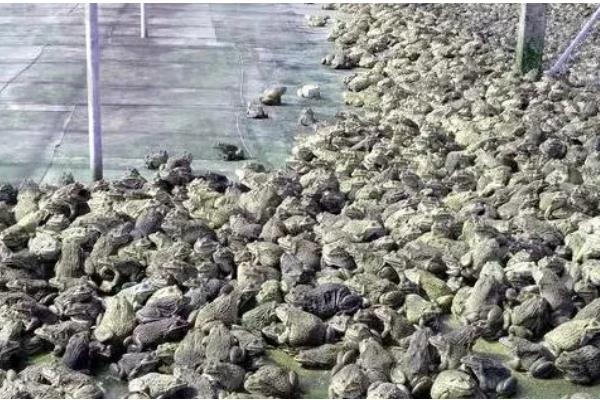 牛蛙一亩的产量，常规养殖下一亩为1-2万公斤