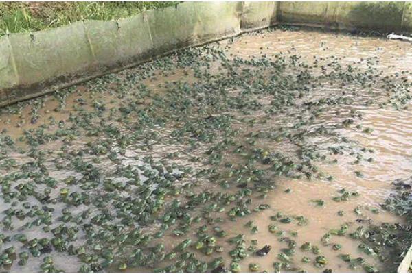 牛蛙一亩的产量，常规养殖下一亩为1-2万公斤