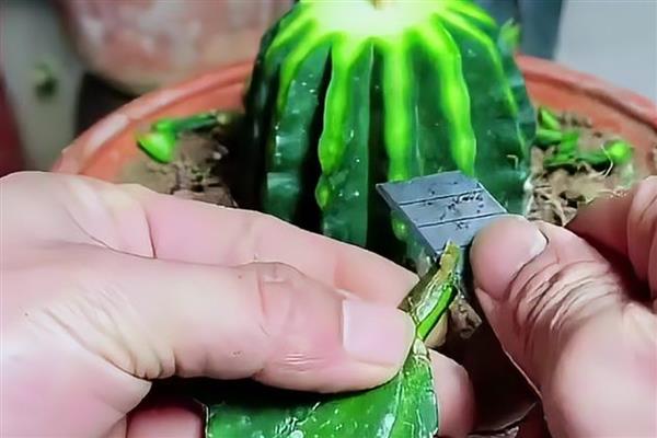 仙人球如何嫁接蟹爪兰,仙人球长到高30厘米时嫁接