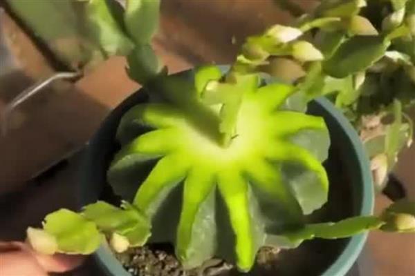 仙人球如何嫁接蟹爪兰,仙人球长到高30厘米时嫁接