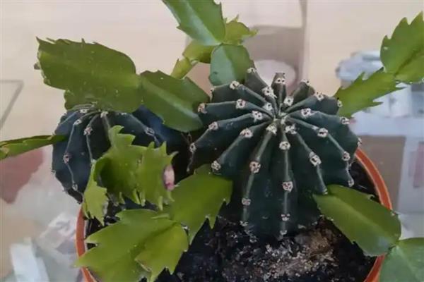 仙人球如何嫁接蟹爪兰,仙人球长到高30厘米时嫁接