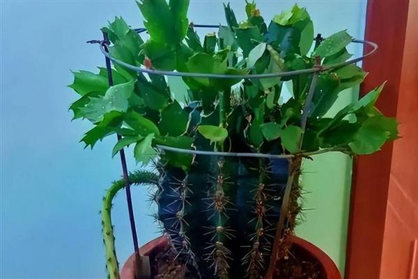 仙人球如何嫁接蟹爪兰,仙人球长到高30厘米时嫁接