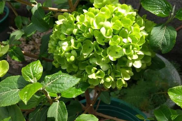 中华木绣球的繁殖方式，以扦插、压条为主