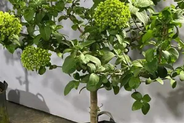 中华木绣球的繁殖方式，以扦插、压条为主